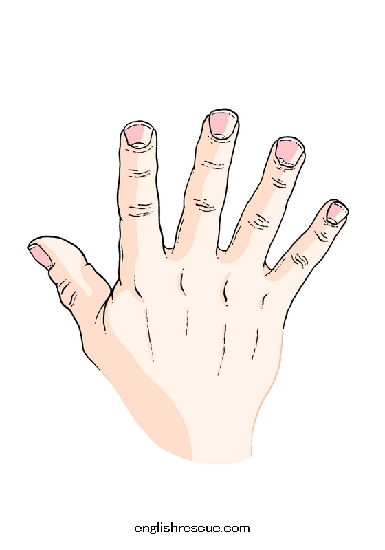 fingers